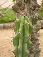 Cereus Jamacaru (forme monstrueuse) (fam Cactacees) (Bresil) (03) (Photo F. Mrugala)